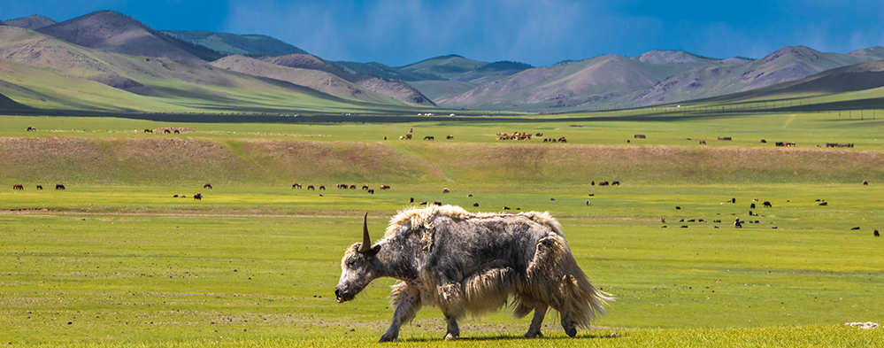 Mongolian diplomatic missions abroad